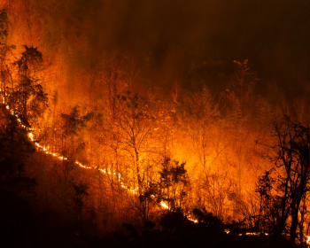 wildfire