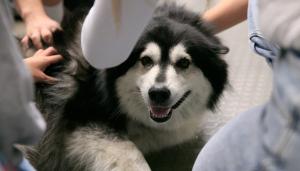 dog being pet by students
